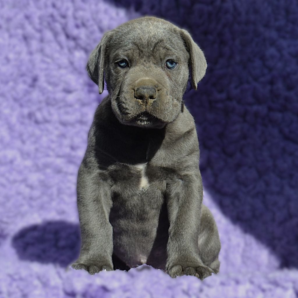 du Royaume de la Romance - Chiots disponibles - Cane Corso