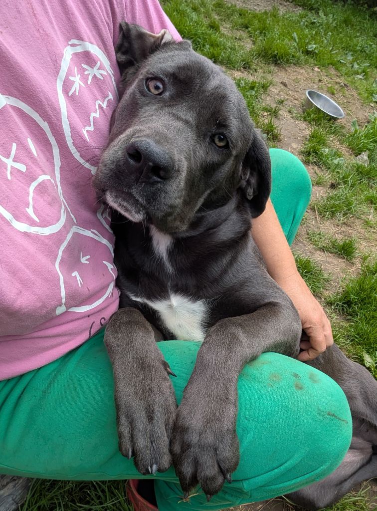 du Royaume de la Romance - Chiots disponibles - Cane Corso