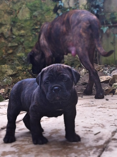 du Royaume de la Romance - Cane Corso - Portée née le 08/02/2013