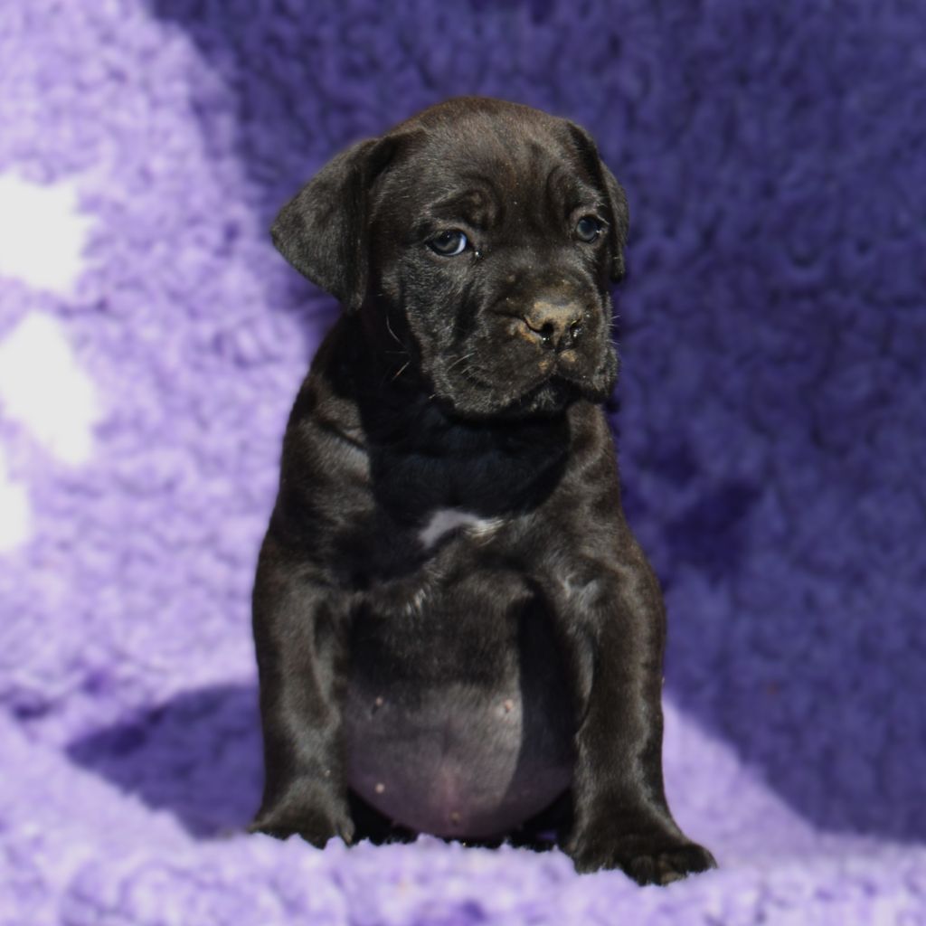 du Royaume de la Romance - Chiots disponibles - Cane Corso