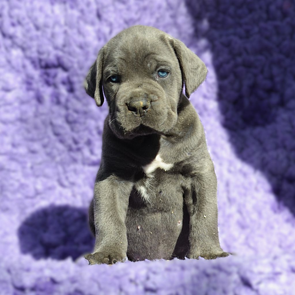 du Royaume de la Romance - Chiots disponibles - Cane Corso