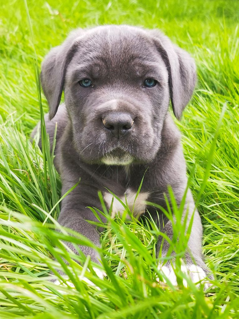 du Royaume de la Romance - Cane Corso - Portée née le 29/05/2024