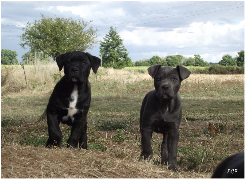 du Royaume de la Romance - Cane Corso - Portée née le 01/07/2013