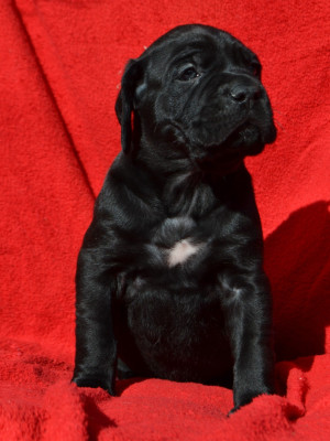 Be Love du Royaume de la Romance