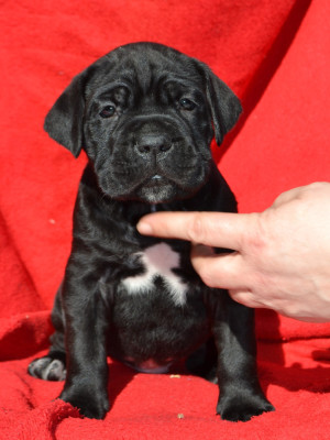 Big Soul du Royaume de la Romance