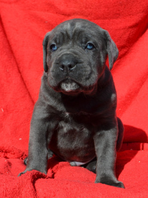 Bless Up du Royaume de la Romance