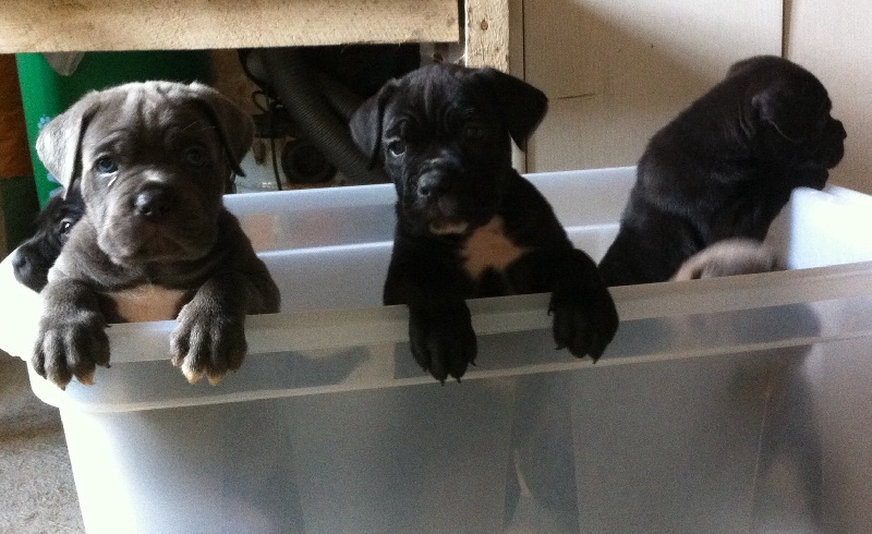 du Royaume de la Romance - Cane Corso - Portée née le 09/09/2013