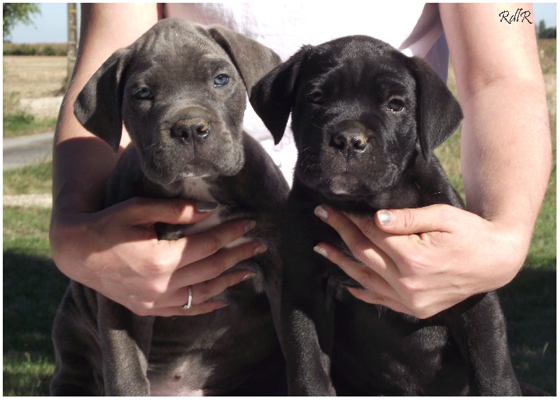 du Royaume de la Romance - Cane Corso - Portée née le 05/08/2013