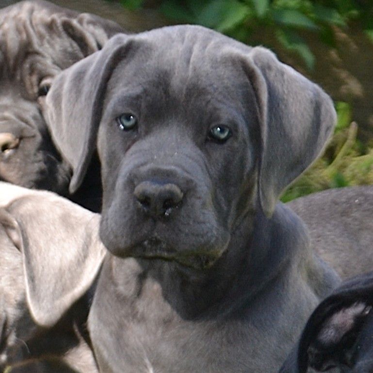 du Royaume de la Romance - Chiots disponibles - Cane Corso