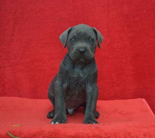 du Royaume de la Romance - Cane Corso - Portée née le 20/03/2020